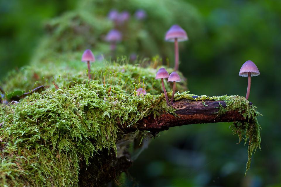 Tree with moss and mushrooms