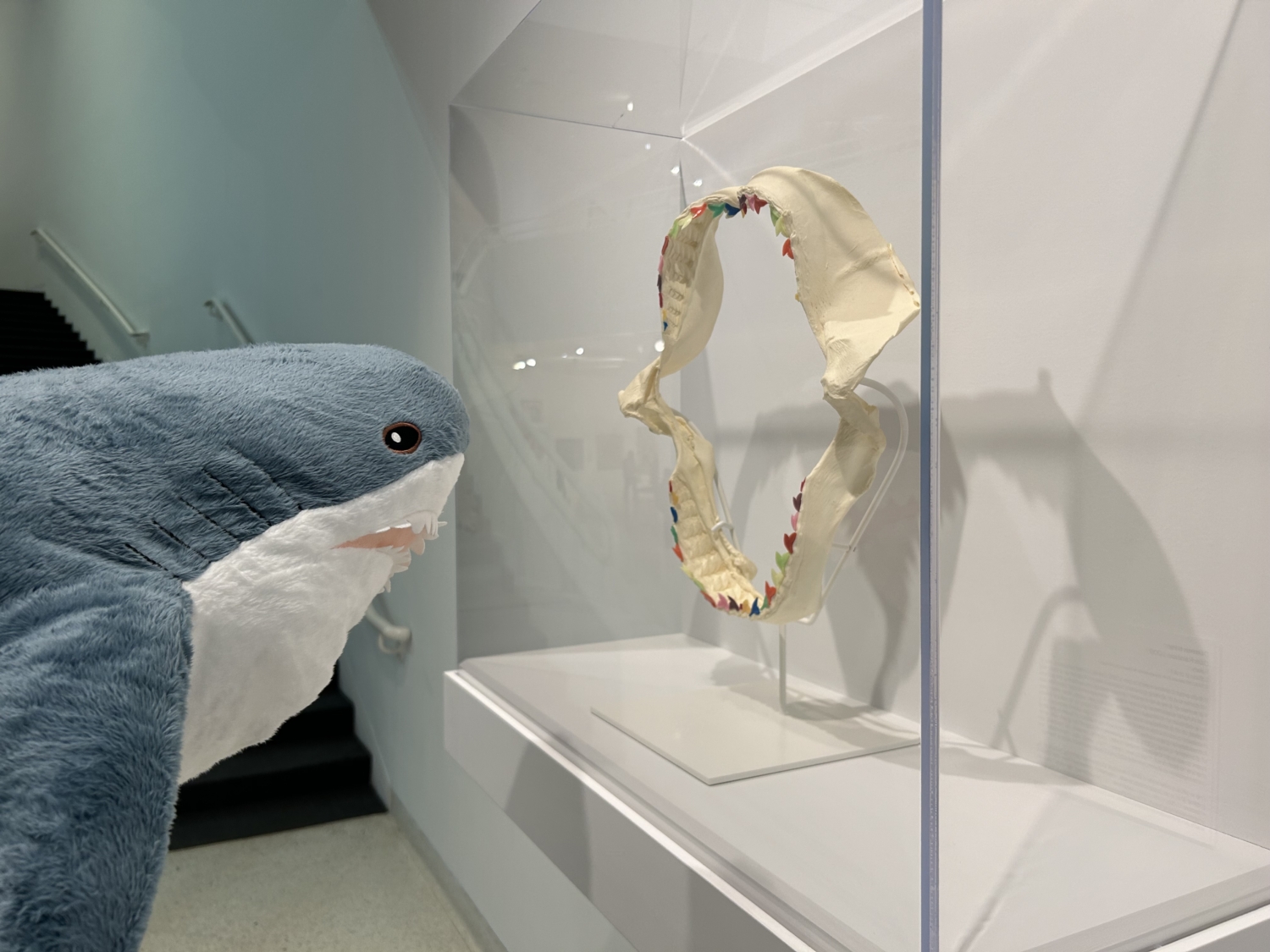 Stuffed shark looking at shark teeth.