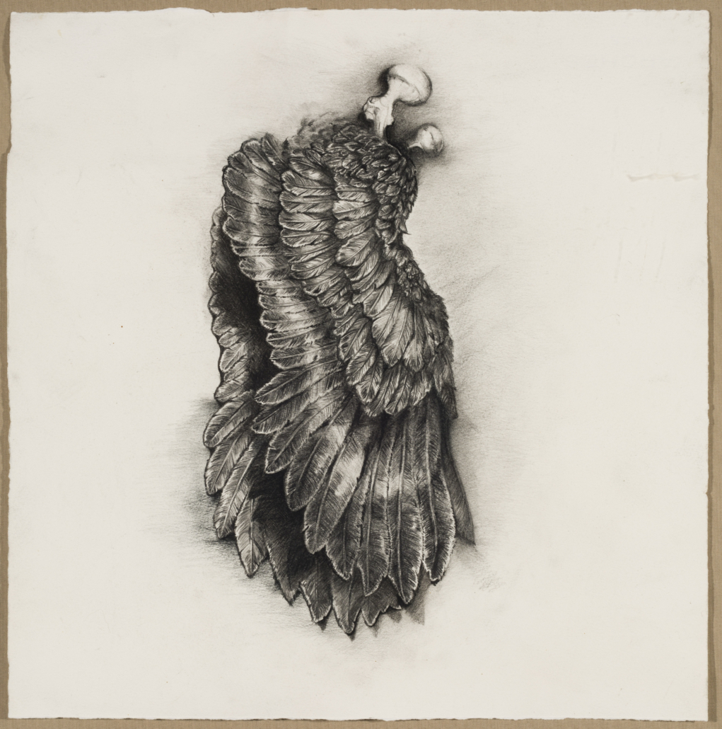 Michael Richards, Untitled (Wings), 2001, Graphite on paper, Collection of Genaro Ambrosino